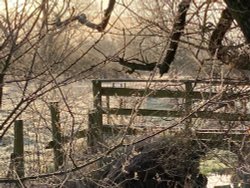 Frosty morning Wallpaper