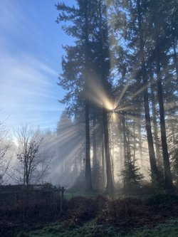 Sunshine at Croft Castle