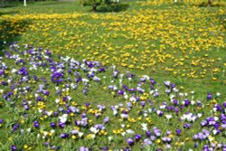 RHS Garden at Wisley Wallpaper