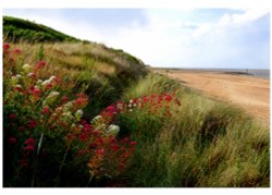 Beach flowers