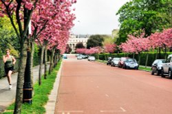 Springtime View of Chester Road in Regents Park Wallpaper
