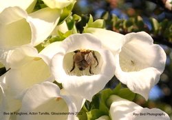 Bee in Foxglove, Acton Turville, Gloucestershire 2022 Wallpaper