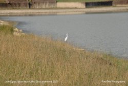 Little Egret, Badminton Lake, Gloucestershire 2022 Wallpaper