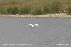 Little Egret, Badminton Lake, Gloucestershire 2022 Wallpaper