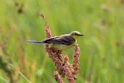 Elmley Nature Reserve Wallpaper