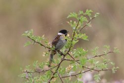 Elmley Nature Reserve Wallpaper