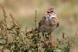 Elmley Nature Reserve Wallpaper