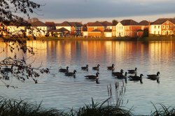 A bird or two Wallpaper