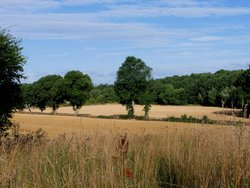 Crop Fields at Cold Hiendley Wallpaper