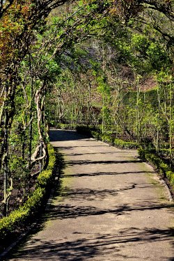 Rose Walk Brodsworth