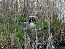 Canada Goose on nest Carlton Marsh Wallpaper