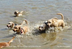 Badminton Horse Trials, Gloucestershire 2023 Wallpaper
