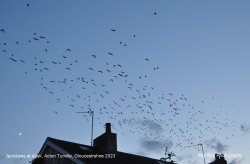 A Jackdaw flypast !!  Acton Turville, Gloucestershire 2023 Wallpaper
