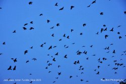A Jackdaw flypast !! Acton Turville, Gloucestershire 2023 Wallpaper