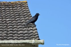 Carrion Crow, Acton Turville, Gloucestershire 2023 Wallpaper