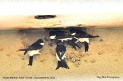 House Martins, Acton Turville,Gloucestershire 2023 Wallpaper