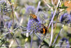 Bee & Hoverfly, Acton Turville, Gloucestershire 2023 Wallpaper