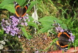 Red Admiral Butterflies, Acton Turville, Gloucestershire 2023 Wallpaper
