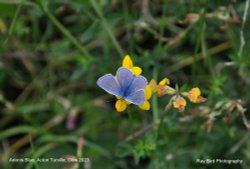 Adonis Blue Butterfly, Acton Turville, Gloucestershire 2023 Wallpaper