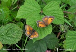 Gatekeeper  Butterflies, Acton Turville, Gloucestershire 2023 Wallpaper