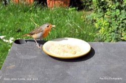 Robin, Acton Turville, Gloucestershire 2023 Wallpaper