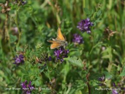 Large Skipper, Acton Turville, Gloucestershire 2023 Wallpaper