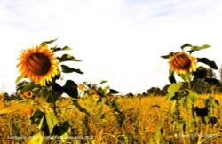 Sunflower Field, Acton Turville, Gloucestershire 2023 Wallpaper