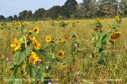 Sunflower Field, Acton Turville, Gloucestershire 2023 Wallpaper