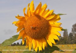 Sunflower Field, Acton Turville, Gloucestershire 2023 Wallpaper