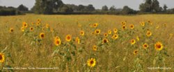 Sunflower Field, Acton Turville, Gloucestershire 2023 Wallpaper