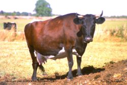 Rare Breeds - Gloucester Cattle, nr Didmarton, Gloucestershire Wallpaper