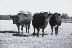 Rare Breeds - Gloucester Cattle, nr Didmarton, Gloucestershire Wallpaper