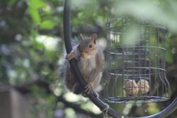 Squirrel raiding the bird feeder Wallpaper