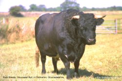Rare Breeds - Gloucester Bull, nr Didmarton, Gloucestershire Wallpaper