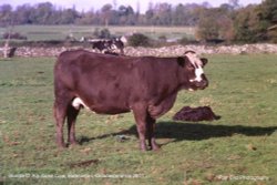 Cattle, Badminton, Gloucestershire Wallpaper