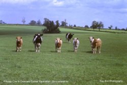 Cattle, Badminton, Gloucestershire Wallpaper