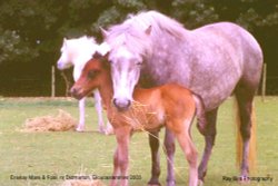 Rare Breeds, Eriskay Mare & Foal, nr Didmarton, Gloucestershire 2003 Wallpaper