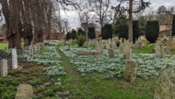 Snow Drops at St Michael and All Angels Church, Uffington, Lincs