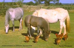 Horses & Chickens Feeding, nr Didmarton, Gloucestershire Wallpaper