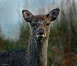 Young Sika Deer