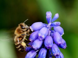 Bee perched on Muscari flower Wallpaper