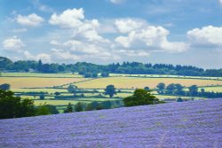 Fields of Borage near the A4113 Wallpaper