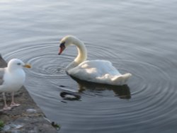 Swan and seagull at Town Quay in Christchurch Wallpaper