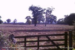 Roe Deeri n Field, nr  Littleton Drew, Wiltshire Wallpaper