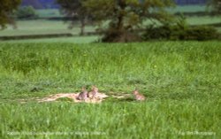 Rabbits, Nr Alderton, Wiltshire Wallpaper