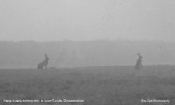 Hares, nr Acton Turville, Gloucestershire Wallpaper