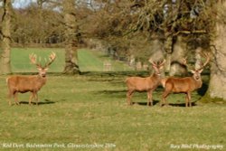 Red Deer, Badminton Park, Gloucestershire 2016 Wallpaper