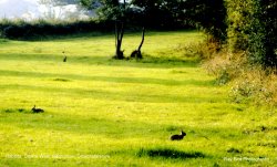 Rabbits, nr Badminton, Gloucestershire Wallpaper