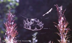 Spiders Web, Acton Turville, Gloucestershure Wallpaper