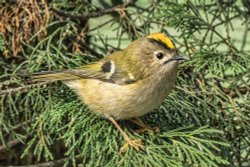 Goldcrest Wallpaper